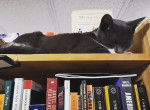 Книжный магазин, ставший питомником для котят, пользуется огромной популярностью в Канаде 5