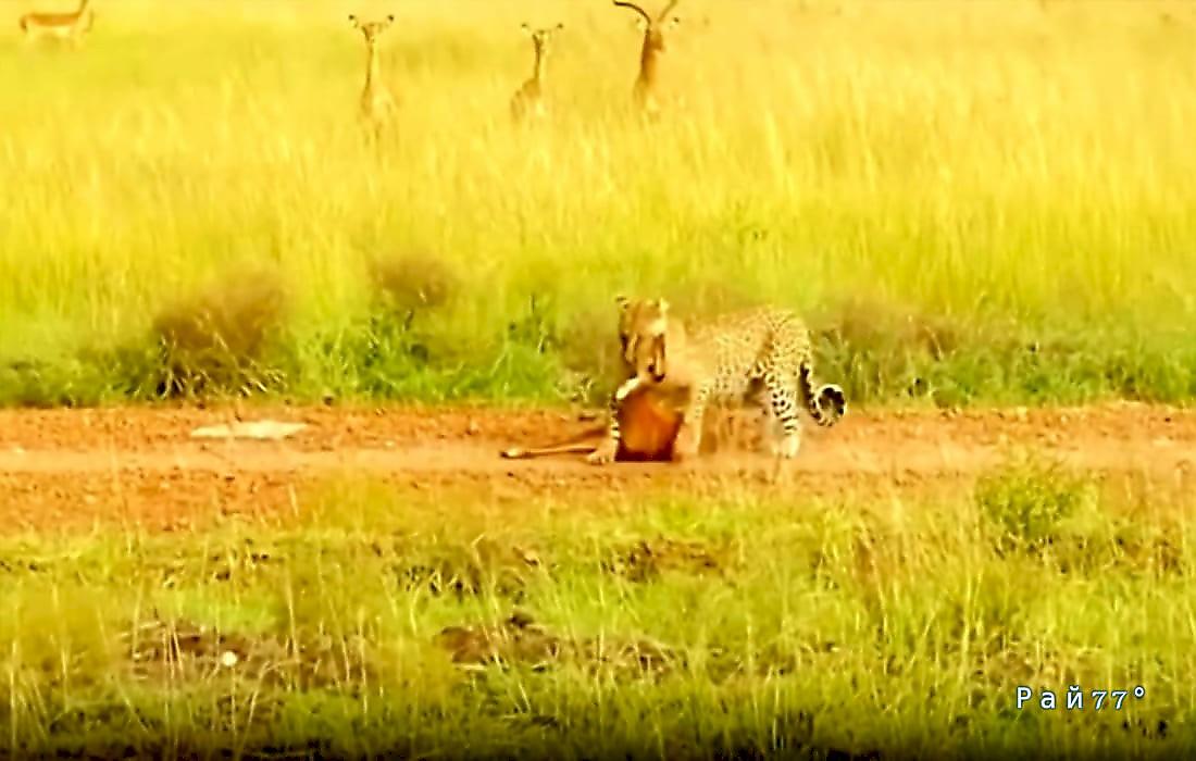 Леопард напал на антилопу на глазах у шокированного туриста в Кении: видео