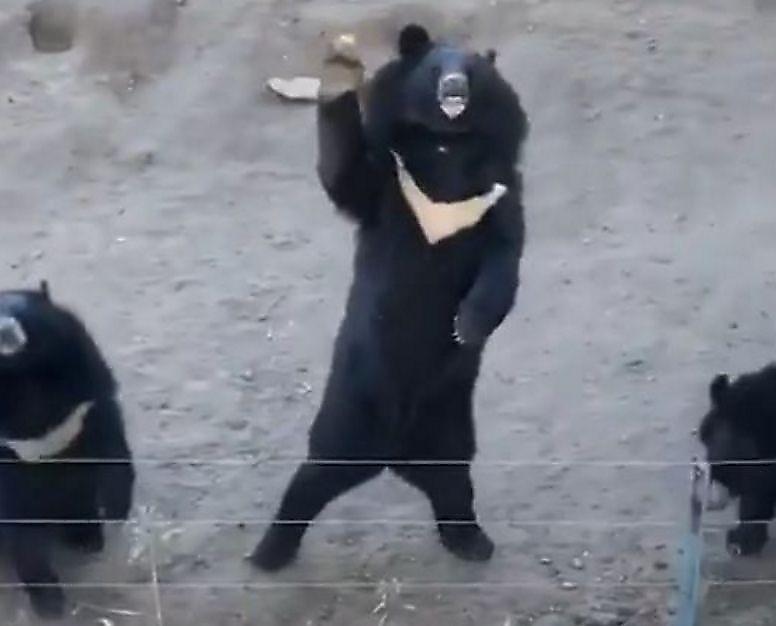 Медведи поприветствовали туристов из-за изгороди вольера в зоопарке ▶