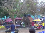 Перегревшийся на солнце слон, устроил погром в палаточном городке в Таиланде ▶