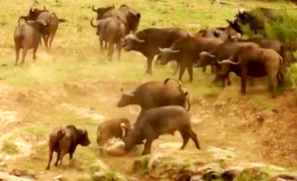 Противостояние львов и буйволов, защищающих детёныша, было запечатлено в ЮАР