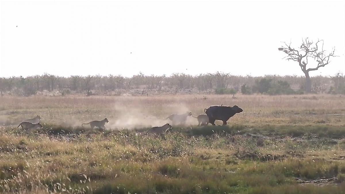 Смелый буйвол, зашедший на территорию львиц, был изгнан свирепыми хищницами