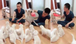 Собака не допустила избиения своих щенков и отобрала у хозяина тапку (Видео)