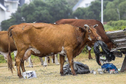 Стадо сбежавших коров посеяло панику в африканской деревне 4