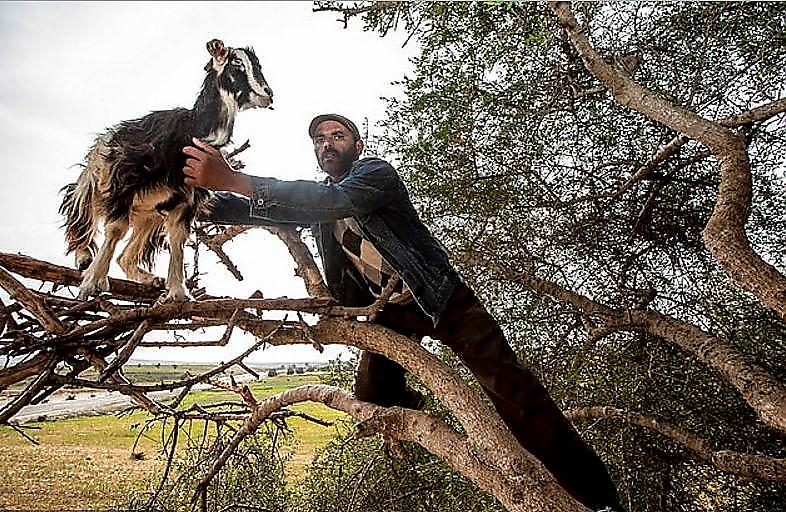 Африканские фермеры использовали коз, стоящих на деревьях в качестве туристической афёры ▶