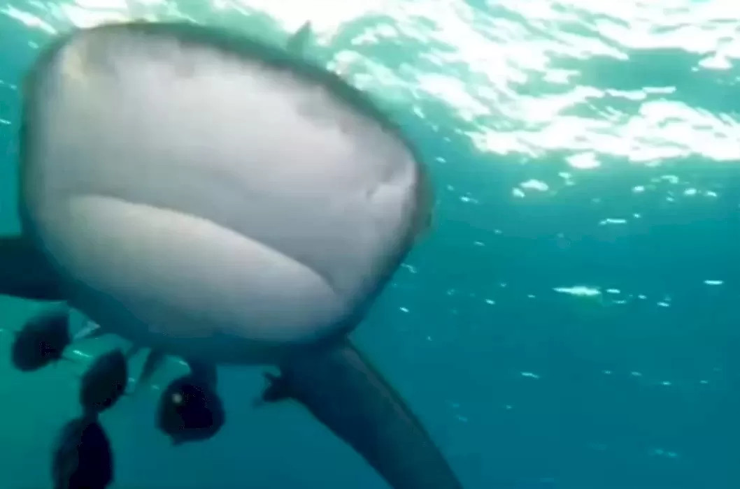 Белопёрая акула напала на дайвера у побережья Египта: видео