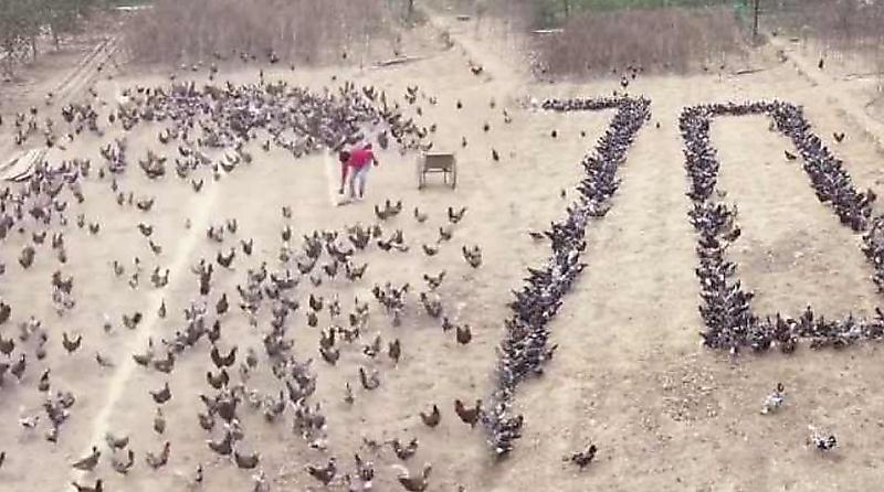 Китайский фермер в честь юбилея КНР, «построил» в шеренги куриную армию ▶