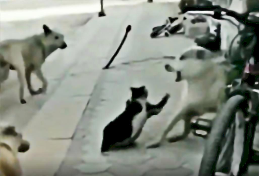 Кот-каратист разобрался с 4-мя псами на дороге в Турции