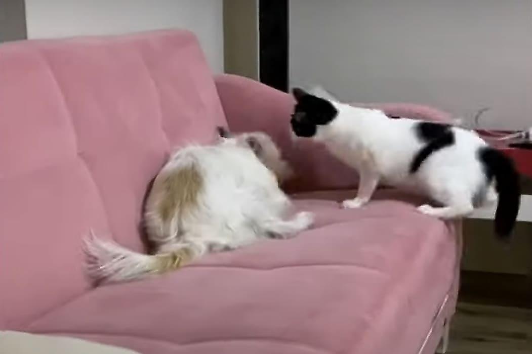 Кот напал на пса, совершающего «раскопки» на диване и рассмешил сеть