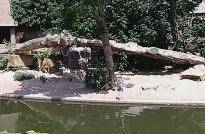Львица не оставила шансов цапле, залетевшей в вольер к хищникам в голландском зоопарке (Видео)