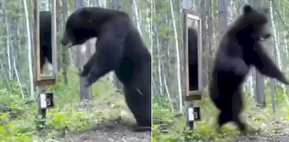 Медведь испытал шок, встретив зеркало в лесу и рассмешил сеть