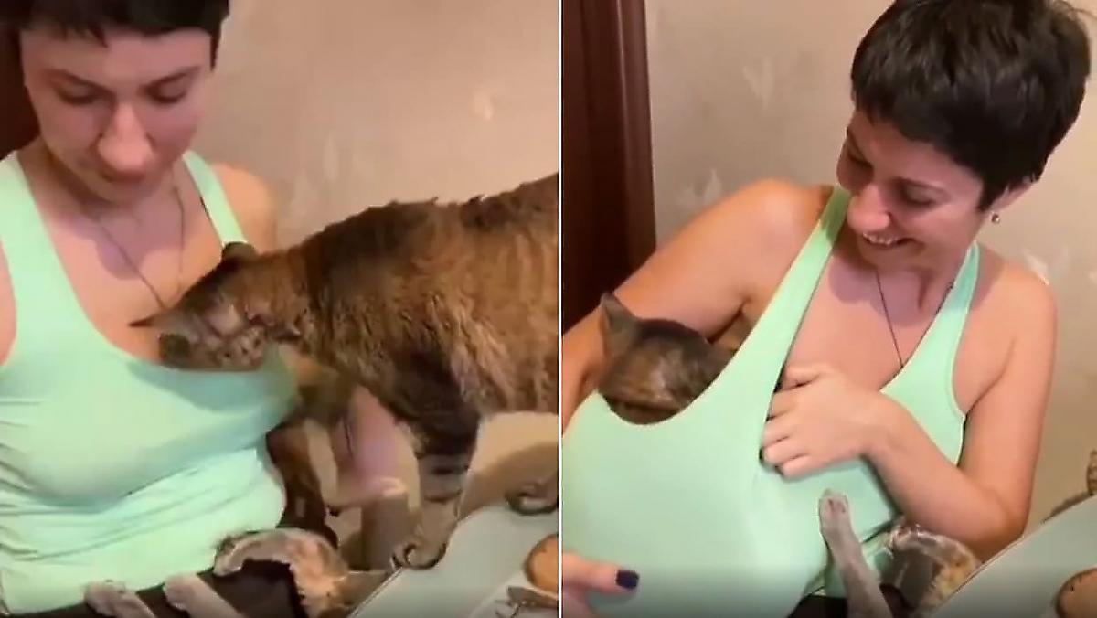 Нахальный кот попал на видео и смутил хозяйку, пробравшись к ней под майку