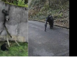 Сбежавший из вольера шимпанзе испугал посетителей в ирландском зоопарке ▶