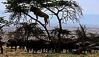 Буйволы застали врасплох льва и загнали хищника на дерево в Кении