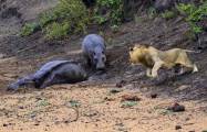 Детёныш бегемота до последнего отгонял львов от застрявшей в трясине матери в африканском заповеднике 4