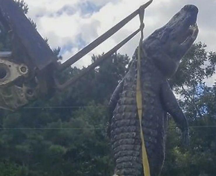 Огромного крокодила поймали в Джорджии ▶