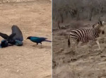 Скворцы устроили схватку на глазах у туристов и зебры на середине дороги в ЮАР