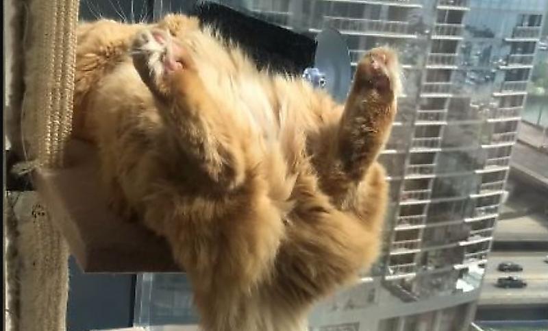 Беззаботная кошка, проветривая зад, заняла самое лучшее место в квартире с панорамой на мегаполис ▶