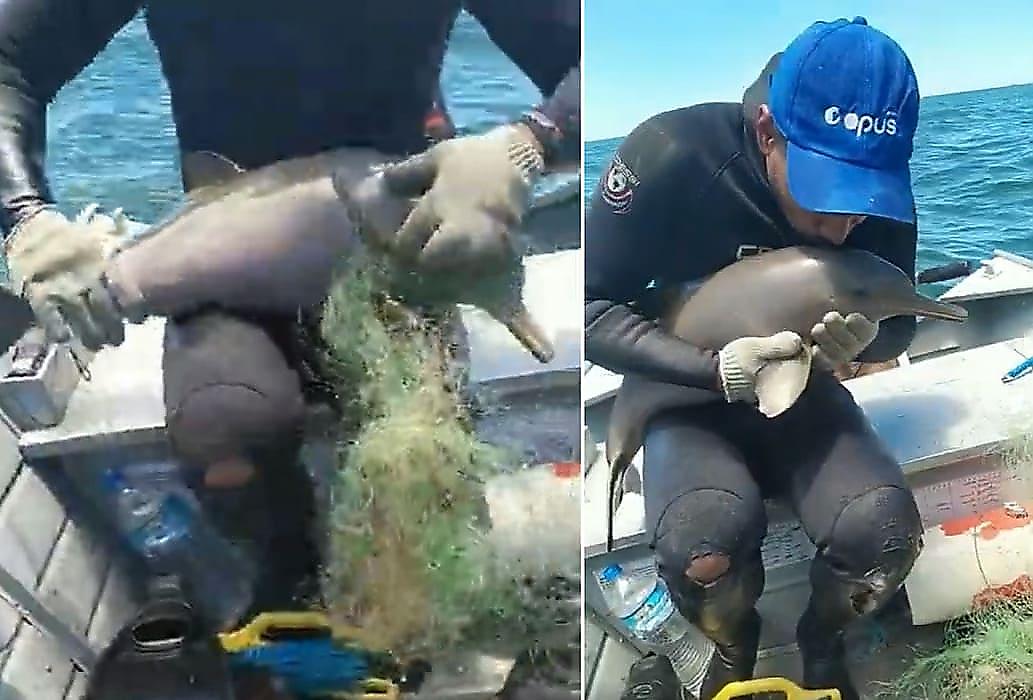 Бразильский рыбак спас запутавшегося в сетях малыша-дельфина