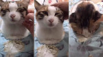Хозяйка кошки нашла «выключатель» своего питомца (Видео)