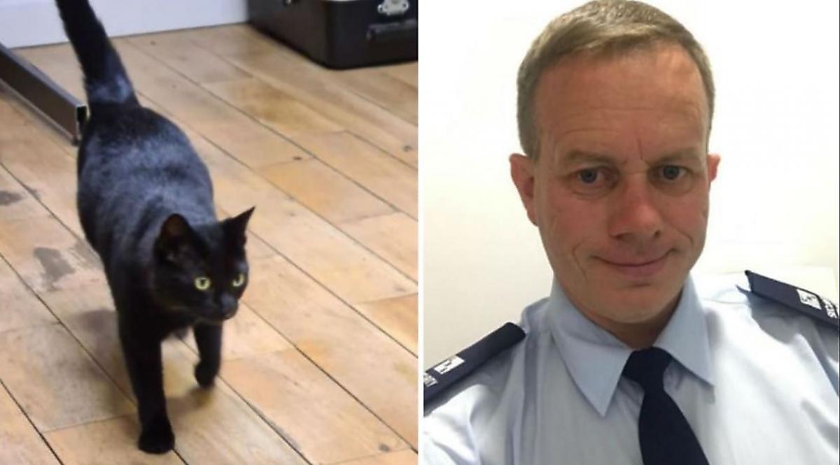 Кошка - «автостопщица», пропавшая 2.5 года назад, нашлась в 100 км от дома