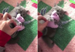 Котёнок отстоял любимую игрушку у хозяйки (Видео)