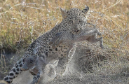 Леопард утащил двух детёнышей у дикой свиньи в Кении 2