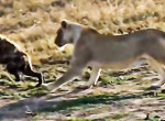 Львица устроила охоту на гиену на глазах у туристов в ЮАР