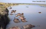 Львы, преследующие стадо буйволов, стали виновниками крупномасштабной давки на водоёме в Ботсване 1