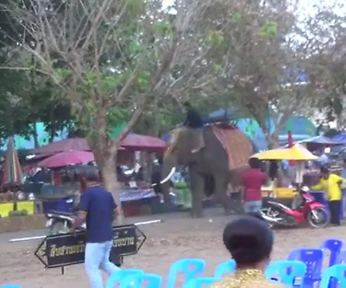 Перегревшийся на солнце слон, устроил погром в палаточном городке в Таиланде ▶