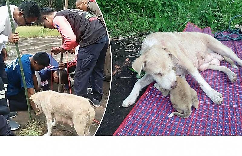 Собака позвала людей, чтобы спасти своих щенков ▶