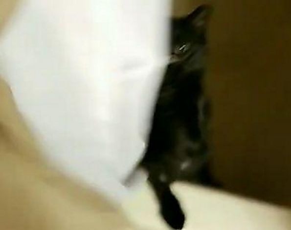 Стеснительный кот прикрыл штору и не позволил хозяину следить за собой в ванной ▶