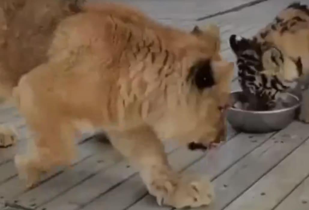 Стычка голодного львёнка с тигрёнком за еду попала на видео в зверинце