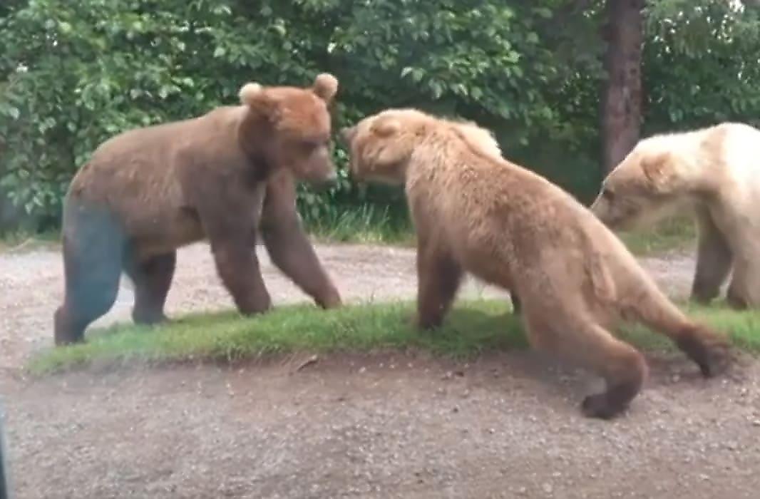 Три медведя не поделили тропинку на глазах у туристов на Аляске