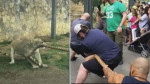 Трое рестлеров не смогли справиться с львицей и перетянуть канат в зоопарке Техаса (Видео)