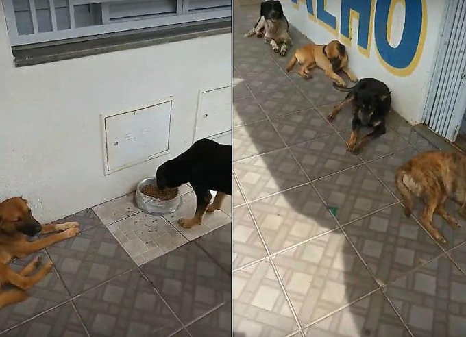 Бездомные собаки каждое утро выстраиваются в очередь за завтраком в Бразилии ▶