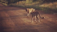 Два гепарда - футболиста погоняли булыжник в африканском заповеднике ▶