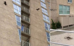 Енот, спрыгнувший с 9-го этажа, удивил толпу зевак в США (Видео)