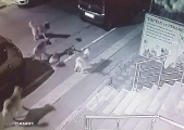 Кошка дала бой дворовым псам, имевшим неосторожность напасть на неё ▶