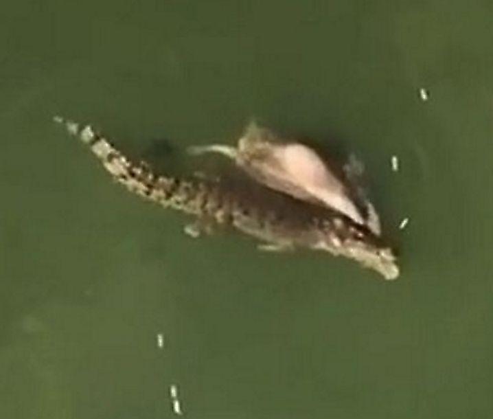 Крокодил утащил корову возле берега реки в Австралии ▶