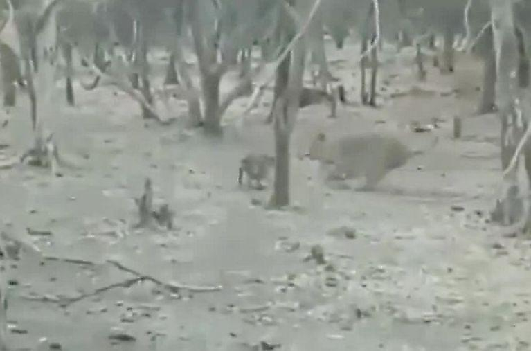 Смелый пёс отбил атаку львицы в индийском лесу ▶