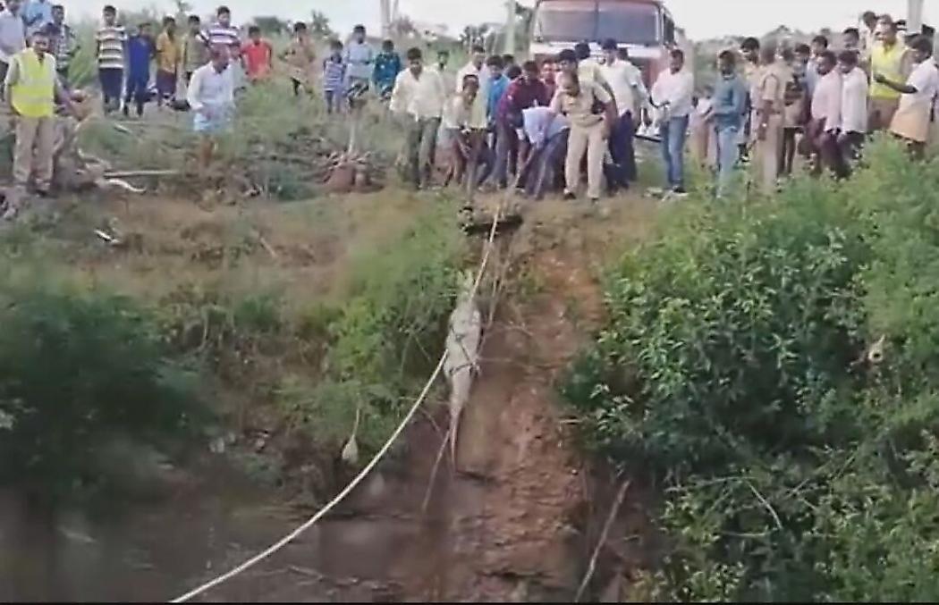 Свалившийся в яму крокодил пережил своё спасение в Индии ▶