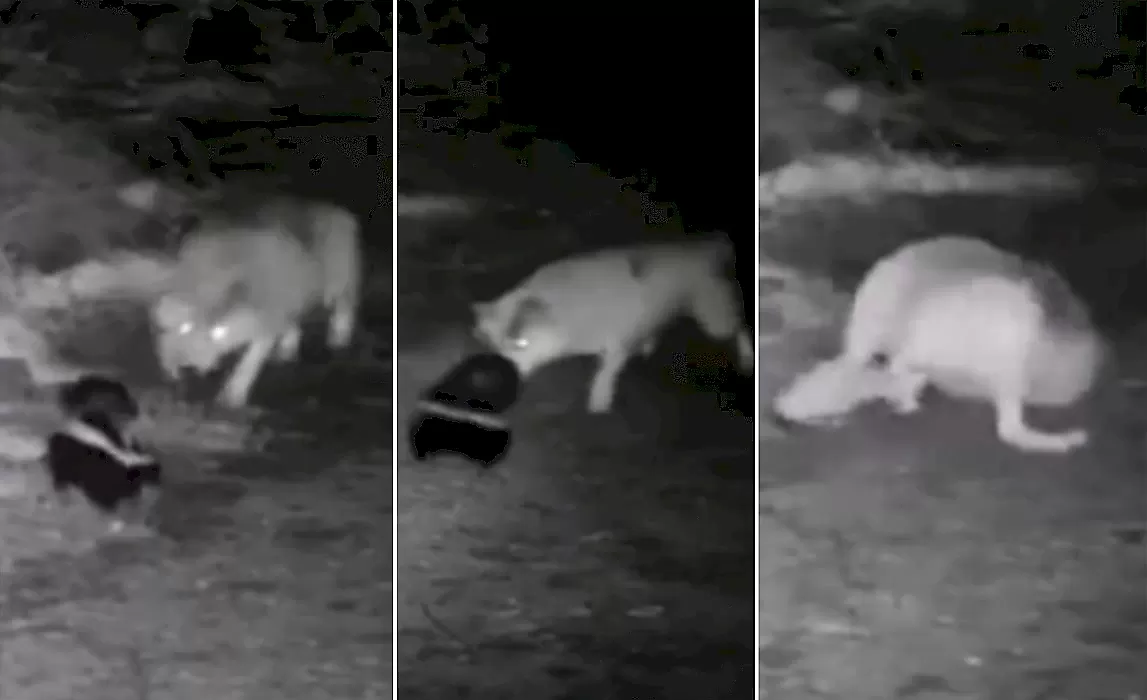 Волк, охотясь на скунса, столкнулся с непреодолимым препятствием: видео