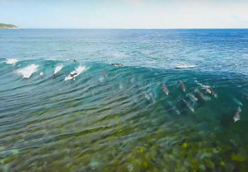 Дельфины и сёрферы прокатились на волне возле побережья Австралии ▶