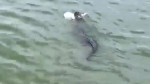 Довольный крокодил с акулой в зубах, был замечен у побережья Южной Калифорнии (Видео)