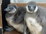 Двое пингвинов, лишившись яйца, уничтожили двоих соплеменников с потомством в зоопарке Дрездена ▶