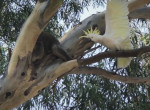 Какаду и коала не поделили дерево в Австралии