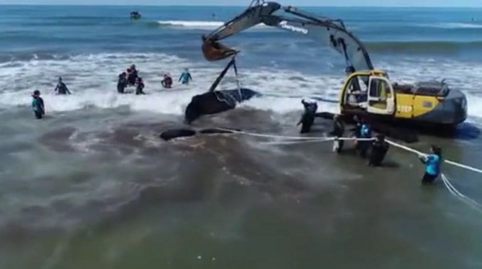 Кит, выброшенный на аргентинский пляж, вернулся в море, после двухдневной спасательной операции (Видео)