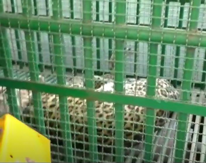 Леопарда поймали и выпустили из зала суда в Индии (Видео)