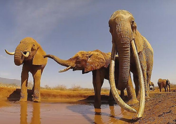 Любитель дикой природы запечатлел слона с самыми длинными бивнями
